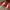 Vanson Biker Leather jacket Pria red photo 6