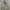 Burberry Avant Garde Casual Pea Coat Pria Tan