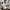 Shein Casual Crop top Wanita white photo 4