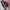 Puma Sportswear Windbreaker Pria red photo 1