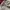 Lee Vintage Streetwear Casual pants Pria white gray photo 4