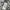 Stone Island Streetwear Sportswear T-shirt Pria gray photo 6