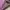 Streetwear Casual Windbreaker Pria purple black photo 5