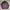 Streetwear Casual Windbreaker Pria purple black photo 1