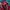 Uniqlo Streetwear Sportswear Windbreaker Pria red photo 3