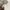 Dickies Streetwear Y2K Casual pants Pria cream photo 7