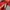 Ocean Pacific Streetwear Sportswear Windbreaker Pria red photo 7