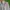 Crocodile Minimalist Casual Formal shirt Pria white photo 2