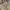 Uniform Bridge Casual Casual pants Pria tan photo 7