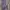 Casual Formal shirt Pria purple photo 2
