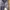 Casual Formal shirt Pria purple photo 1