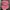 Oakley Sportswear Cosplay Hat Pria burgundy photo 1