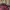 Oakley Sportswear Cosplay Hat Pria burgundy photo 5