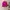 Mizuno Sportswear Jersey Wanita pink photo 1