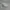 Kangol Vintage Indie Hat Pria gray photo 3