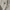 Spao Streetwear Sweatshirt Pria gray photo 4