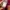 Rawlings Vintage Streetwear Hoody Pria burgundy photo 4