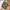 Volcom Streetwear Skater Sweatshirt Pria tan photo 3