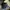Volcom Streetwear Skater Sweatshirt Pria tan photo 4