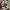 Volcom Streetwear Skater Sweatshirt Pria tan photo 5