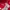 Adidas Sportswear Jersey Kids red photo 4