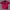 In the Attic Grunge Goth Polo shirt Pria red black photo 1