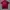 In the Attic Grunge Goth Polo shirt Pria red black photo 6