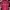Muslim Formal Shirt Pria Burgundy