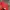 Japanese brand Sportswear Sweatshirt Pria red photo 4