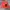 Japanese brand Sportswear Sweatshirt Pria red photo 2