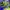 Nike Vintage Sportswear Sneakers Pria green yellow photo 5