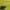 Sportswear Jersey Pria yellow photo 3