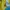 Sportswear Jersey Pria yellow photo 2