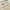 Dickies Streetwear Casual Casual pants Pria cream photo 6