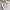 Dickies Streetwear Casual Casual pants Pria cream photo 4