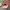 Vintage Biker Hat Pria red photo 4