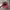 Vintage Hat Pria red black photo 4