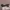 Oakley Vintage Y2K Sunglass Pria Gray