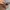 Longchamp Luxury Minimalist Bags & Purse Wanita Brown