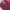 Coquette Vest Wanita pink photo 3