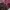 Fairy Coquette Bodycon dress Wanita burgundy photo 4