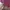 Fairy Coquette Bodycon dress Wanita burgundy photo 2