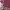 Fairy Coquette Bodycon Dress Wanita Burgundy