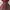 Fairy Coquette Bodycon Dress Wanita Burgundy