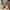 Steve Madden Luxury Heels Wanita white photo 1