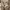 Steve Madden Luxury Heels Wanita white photo 6