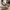 Steve Madden Luxury Heels Wanita white photo 4