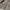 Minimalist Short Wanita cream photo 3