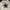 Grunge Emo Crop top Wanita white black photo 2
