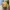 Casual Sweatshirt Wanita tan yellow photo 1